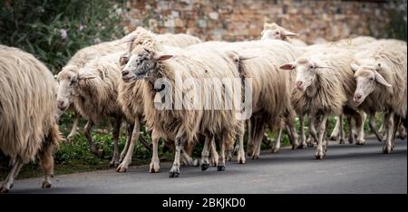 Sardinian sheep of autochthonous breed in the Ogliastra region, Sardinia, Italy, Europe Stock Photo