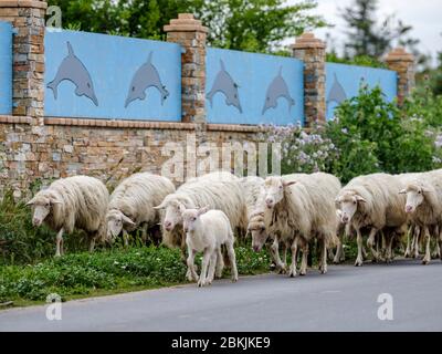 Sardinian sheep of autochthonous breed in the Ogliastra region, Sardinia, Italy, Europe Stock Photo