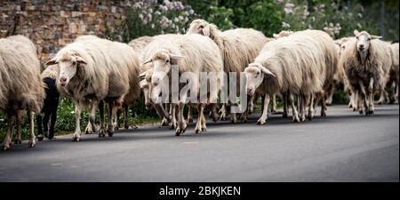 Sardinian sheep of autochthonous breed in the Ogliastra region, Sardinia, Italy, Europe Stock Photo