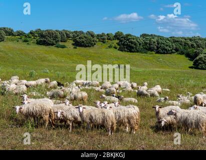 Sardinian sheep of autochthonous breed in the Ogliastra region, Sardinia, Italy, Europe Stock Photo