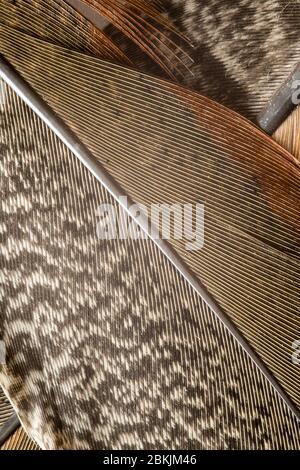 Beautiful abstract background close up of pheasant feathers Stock Photo