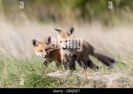 Red Fox (Vulpes vulpes) kits playing with a stick, Montana USA Stock Photo