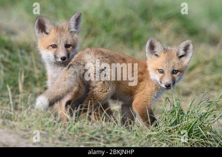 Red Fox (Vulpes vulpes) kits, Montana USA Stock Photo