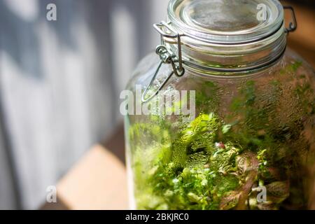 Plants in a closed glass bottle. Terrarium jar small ecosystem. Moisture condenses on the inside of the glass. The process of photosynthesis. Drops Stock Photo