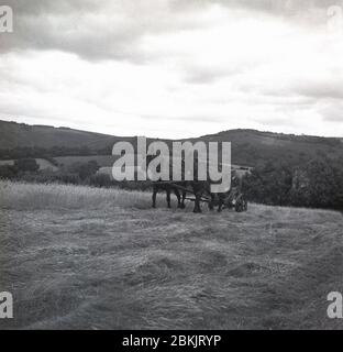 1930s, historical, farming, Outside in a field on a hillside by the Dartmoor national park, at Chagford, Devon, a farmer sitting on a horse-drawn, two-wheeled farm reaper cutting the crop. Stock Photo