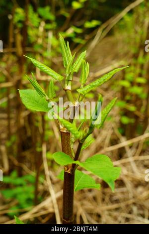 New Spring shoots of Japanese Knotweed (Fallopia japonica). Introduced ...