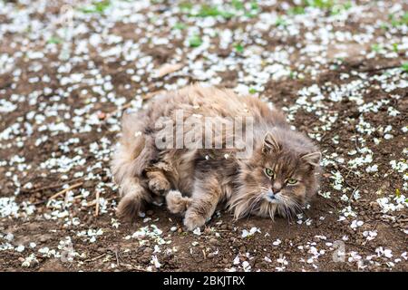 a large furry grey with red cat enjoys a rest, lying on the ground in the garden among the white spring the petals of a blossoming Apple tree. Stock Photo
