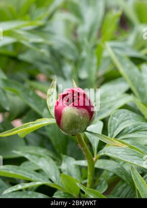A Common Peony flower
