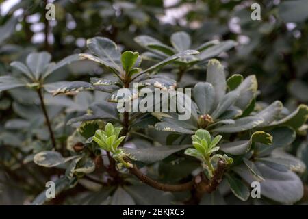 evergreen shrub Pittosporum Tobira Variegata known by several names as Australian laurel, Japanese pittosporum, mock orange and Japanese cheesewood. Stock Photo