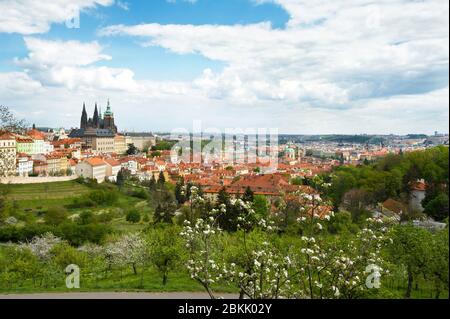 Prague panorama - spring view of Castle with Saint Vitus Cathedral and Old Town from hill of Strahov Garden with fresh green apple trees in bloom Stock Photo