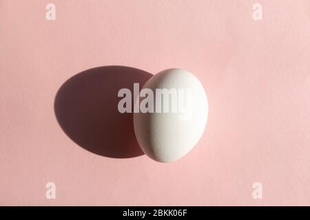 Chicken egg isolated on pink background, natural sunlight with hard shadow Stock Photo