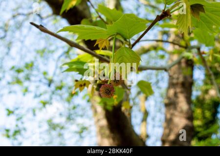 A pair of small globular blossoms on a London Plane tree Platanus × acerifolia with early leaves and the branches in the background Stock Photo