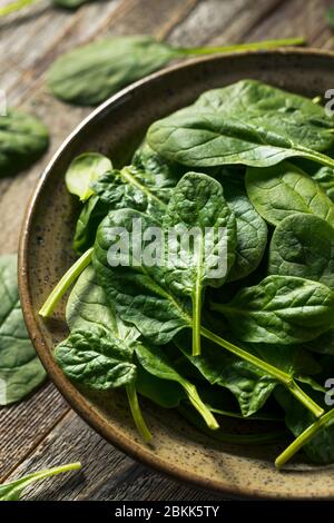 Raw Organic Fresh Baby Spinach in a Bowl Stock Photo