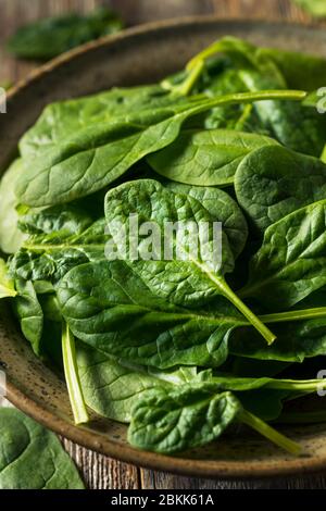 Raw Organic Fresh Baby Spinach in a Bowl Stock Photo