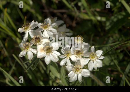 Narcissus-flowered anemone (Anemone narcissiflora) flowering on meadow above Malbun, Liechtenstein Stock Photo