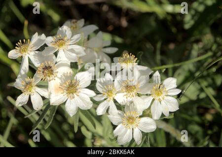 Narcissus-flowered anemone (Anemone narcissiflora) flowering on meadow above Malbun, Liechtenstein Stock Photo