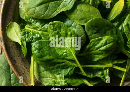 Raw Organic Fresh Baby Spinach in a Bowl Stock Photo