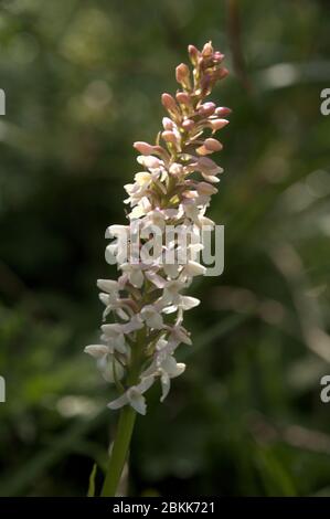 Alpine meadow orchid (Gymnadenia odoratissima) in Malbun, Liechtenstein Stock Photo