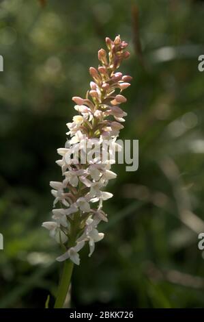 Alpine meadow orchid (Gymnadenia odoratissima) in Malbun, Liechtenstein Stock Photo