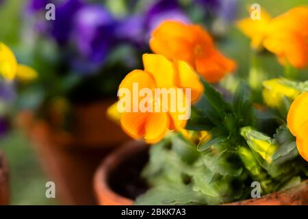 horned pansy, Viola cornuta Stock Photo