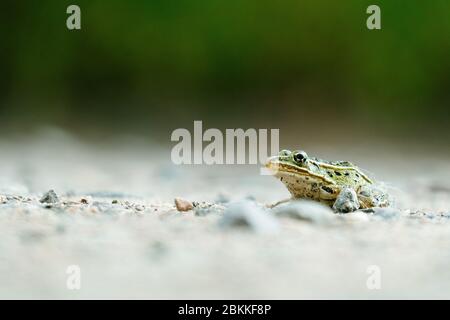Side view of a Northern Leopard Frog on a walking path Stock Photo