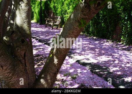 Wooden bench on a street covered with pink petals fallen from cherry blossoms in the spring Stock Photo