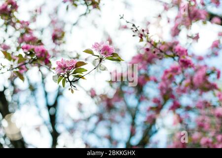 Pink Blossoms on Branches in Spring with Turquoise Sky Stock Photo