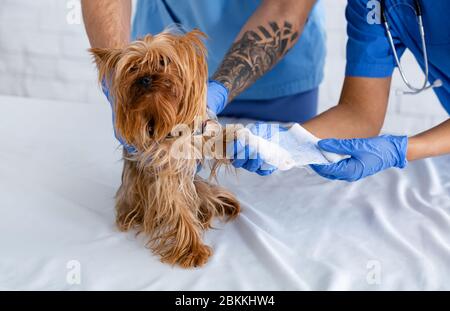 Unrecognizable vet doctors putting bandage on little dog's paw at animal clinic, close up Stock Photo