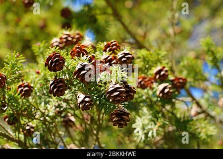 Small pinecones on branches of a Hemlock pine tree (tsuga) Stock Photo