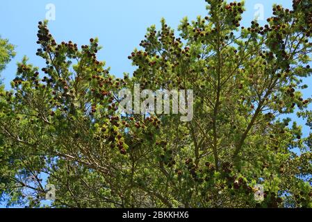 Small pinecones on branches of a Hemlock pine tree (tsuga) Stock Photo