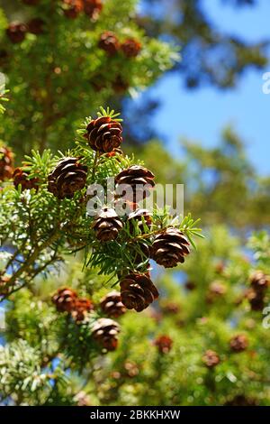 Small pinecones on branches of a Hemlock pine tree (tsuga) Stock Photo