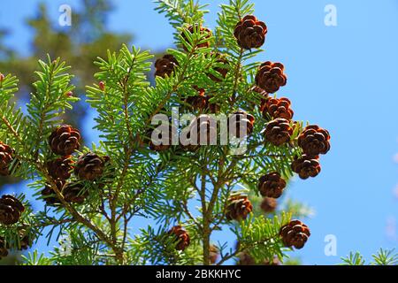 Small pinecones on branches of a Hemlock pine tree (tsuga) Stock Photo