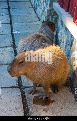 Capybara (Latin: Hydrochoerus hydrochaeris) is a giant cavy rodent native to South America. It is the largest living rodent in the world Stock Photo