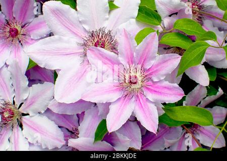 Pink and white Clematis vine. (Ranunculaceae) Stock Photo