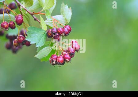 Black Hawthorn (Crataegus douglasii) berries and leaves. Stock Photo