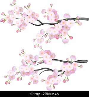 Vector bright cherry flowers brabches on white background Stock Vector
