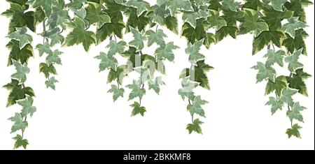 Common ivy vine on white background vector illustration Stock Vector