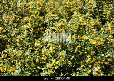 yellow flowers in the garden Stock Photo
