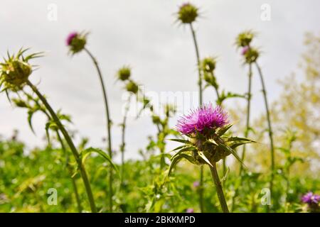 pink flowers of thistles in the field Stock Photo