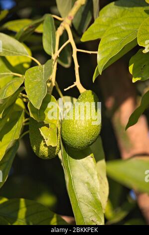 Avocado orchard with ripe Hass avocados hanging from a tree branch ...