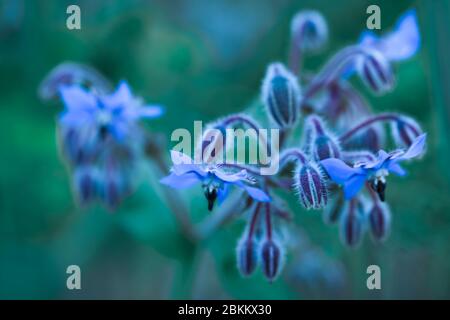 Close-up Blue Borage flowers, Borago officinalis over green background Stock Photo