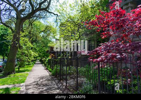 Row of Fenced in Homes and a Red Leaf Tree in Logan Square Chicago Stock Photo