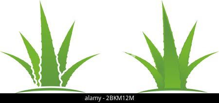 Aloe vera vector illustration design icon template Stock Vector