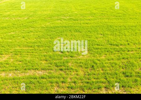 Young wheat crop field, beautiful view of green wheat crop with blue sky in Punjab, India. Stock Photo