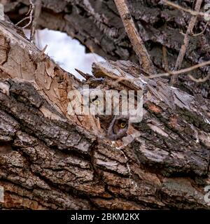 two Great horned owlets(Bubo virginianus) in nest Colorado, USA Stock Photo