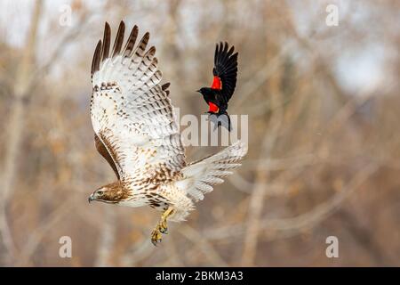 Juvenile Red tailed hawk (Accipitridae) attacked by Red winged black bird (Agelaius phoeniceus) Colorado, USA Stock Photo
