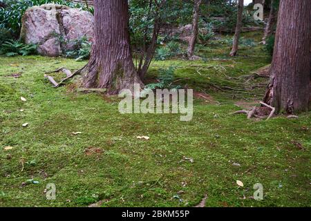 The traditional Japanese park  covered with moss (dobashi) to suggest that the garden is ancient. Ryoan-ji temple. Kyoto. Japan Stock Photo