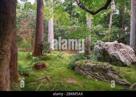 An forest scene with the rocks and cypress and maple trees in the traditional Japanese park covered with moss (dobashi) to suggest that the garden is Stock Photo