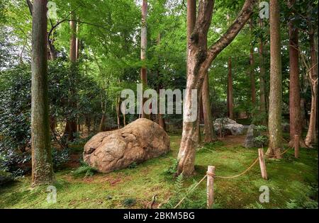 An forest scene  with the rocks and cypress and maple trees in the traditional Japanese park  covered with moss (dobashi) to suggest that the garden i Stock Photo