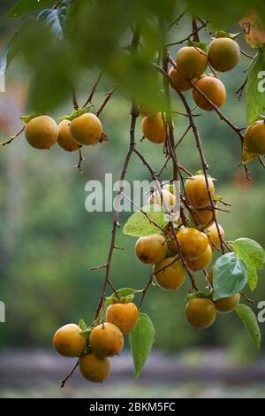 The branch of Japanese persimmon (Diospyros kaki ) on the blur background of Kyoyochi Pond at Ryoan-ji  temple garden. Kyoto. Japan Stock Photo